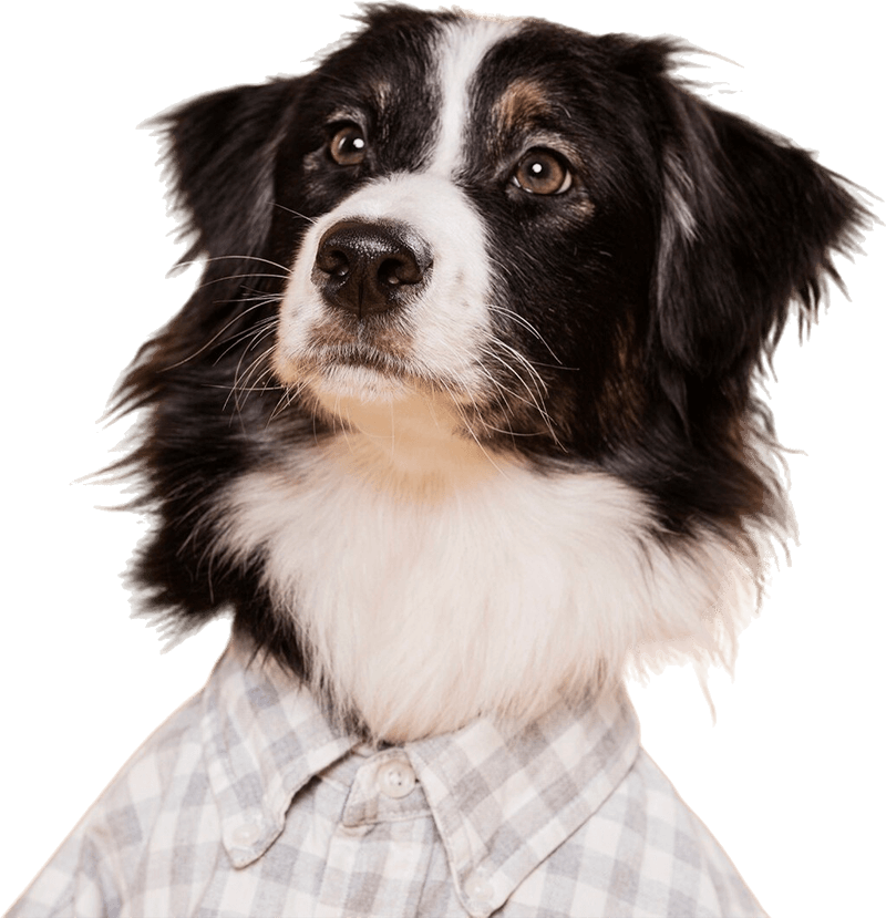 Home Pet Care